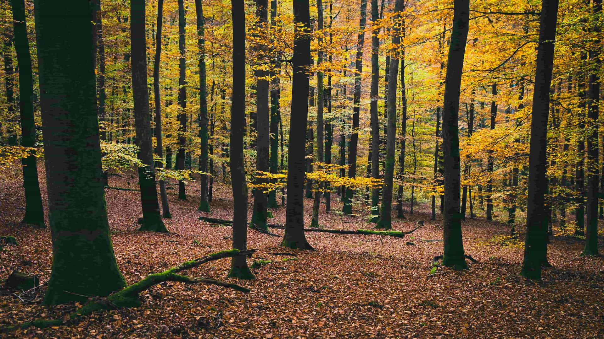 Buchenwald im Herbst - Unsere Philosophie ein nachhaltiger Wald